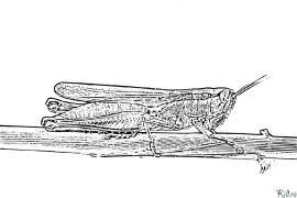 ka cricket Nā ʻaoʻao Kala Hiki Ke Paʻi ʻia